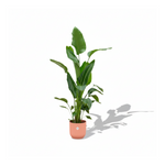 Strelitzia Nicolai