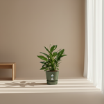 Spathiphyllum Vivaldi 