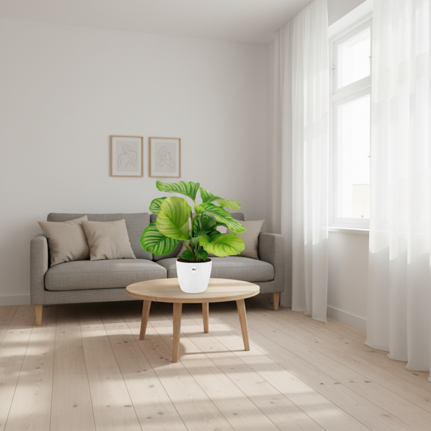 Calathea Orbifolia kopen