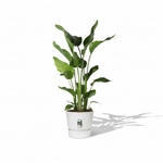 Strelitzia Nicolai