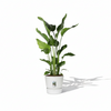Strelitzia Nicolai