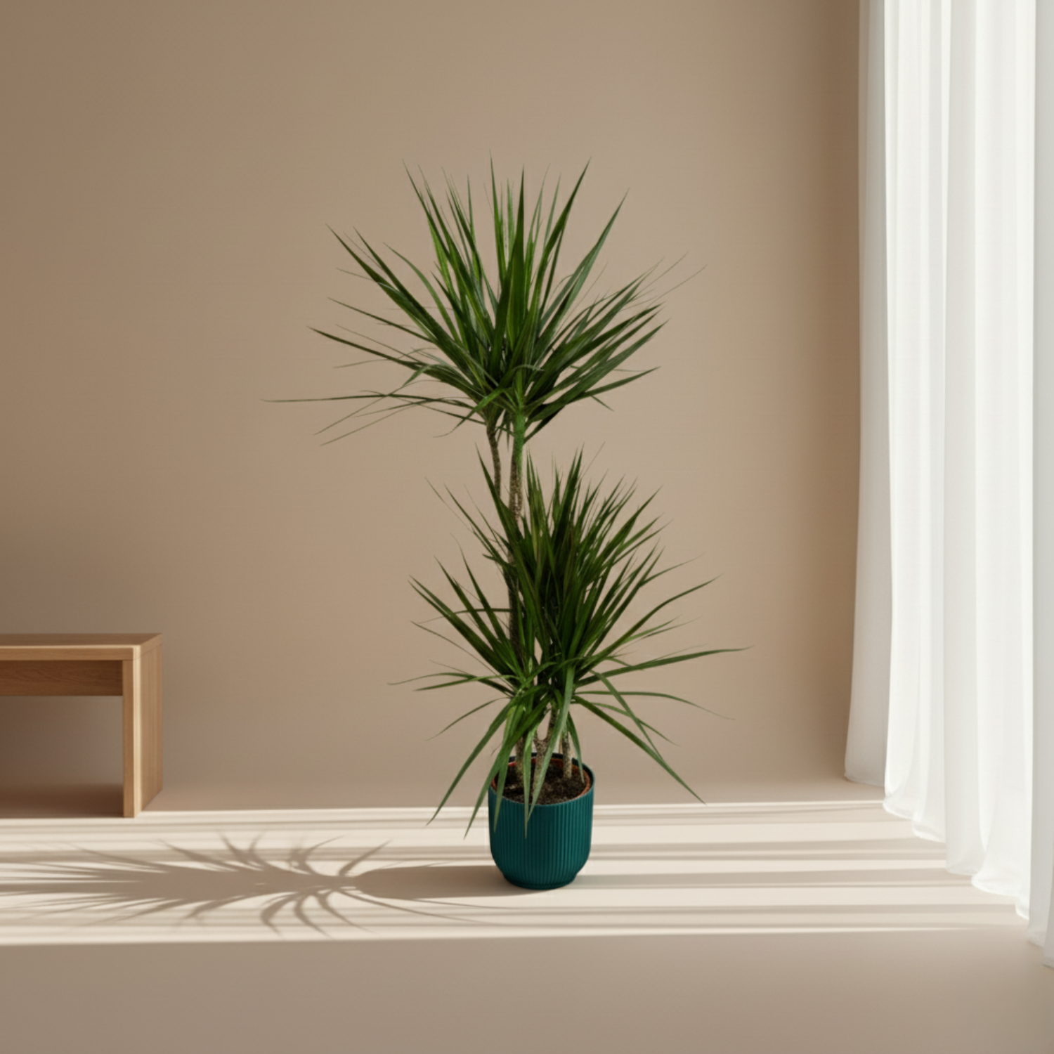 Dracaena Marginata kopen