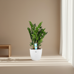 Zamioculcas Zamiifolia kopen