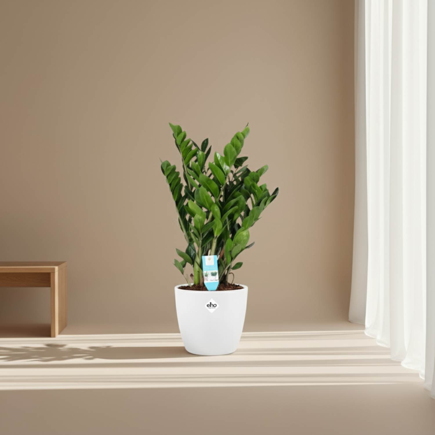 Zamioculcas Zamiifolia kopen