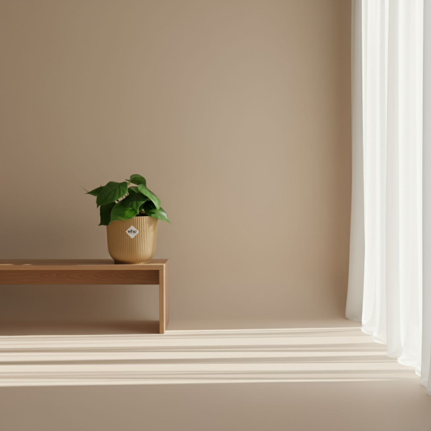 Philodendron Scandens kopen