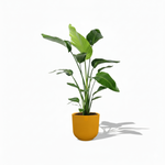Strelitzia Nicolai