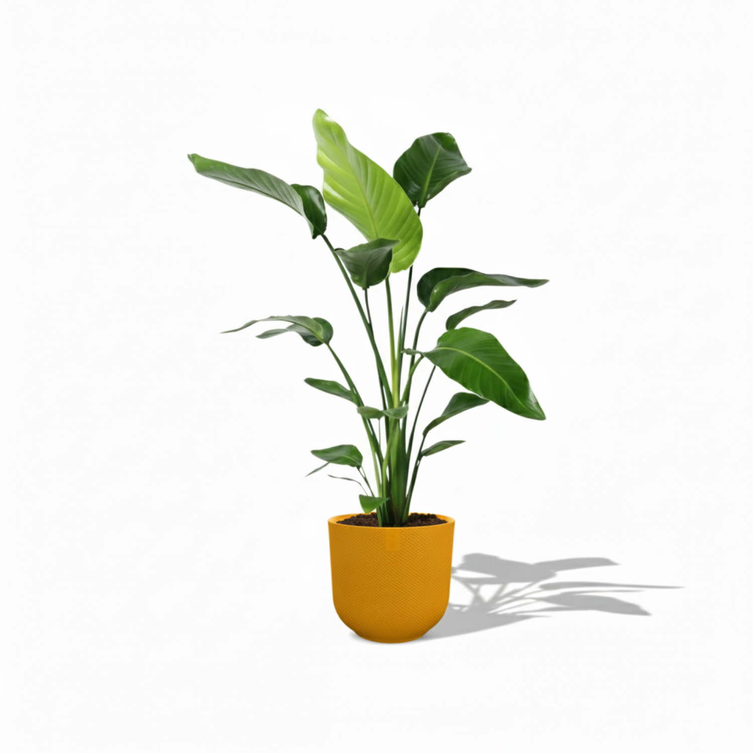 Strelitzia Nicolai