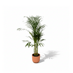 Areca palm kopen