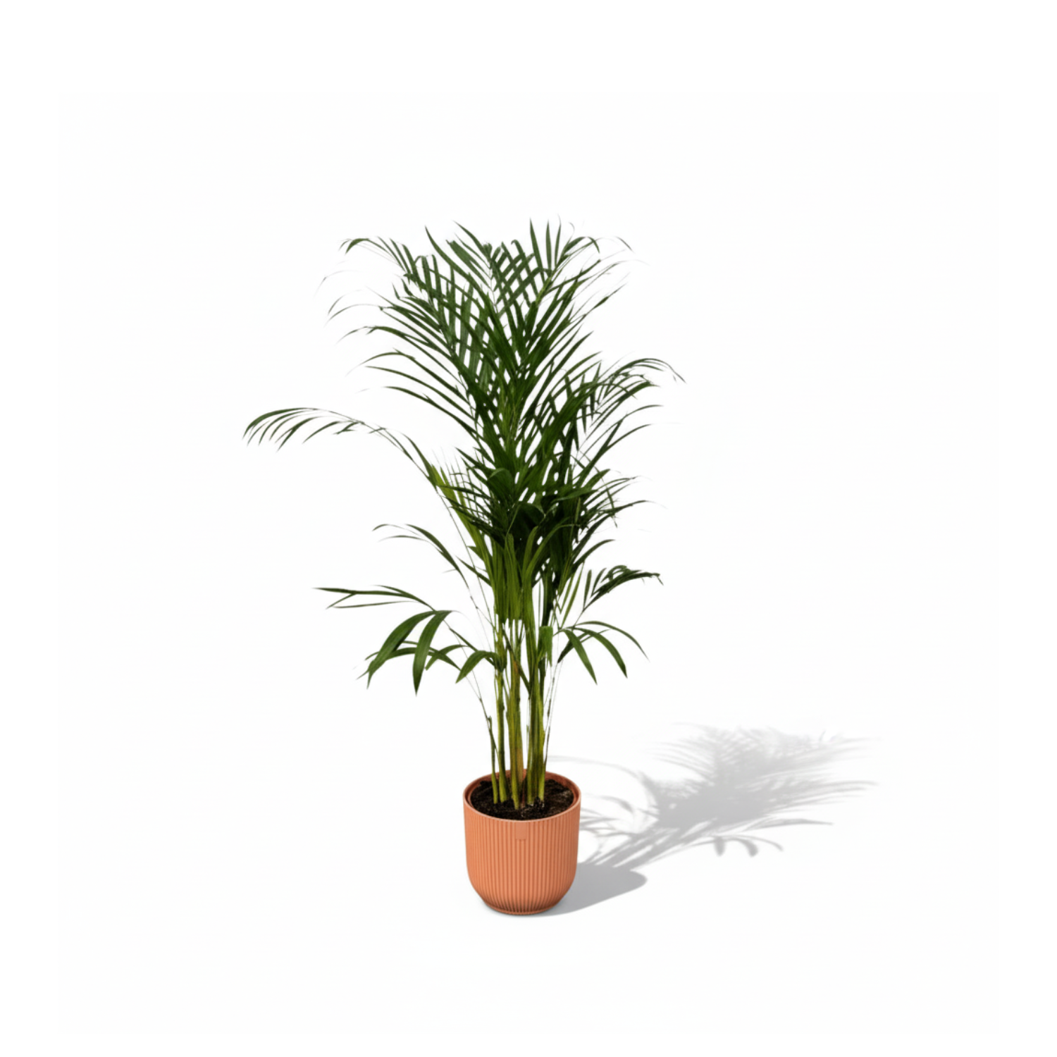 Areca palm kopen