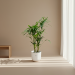 Kentia palm kopen