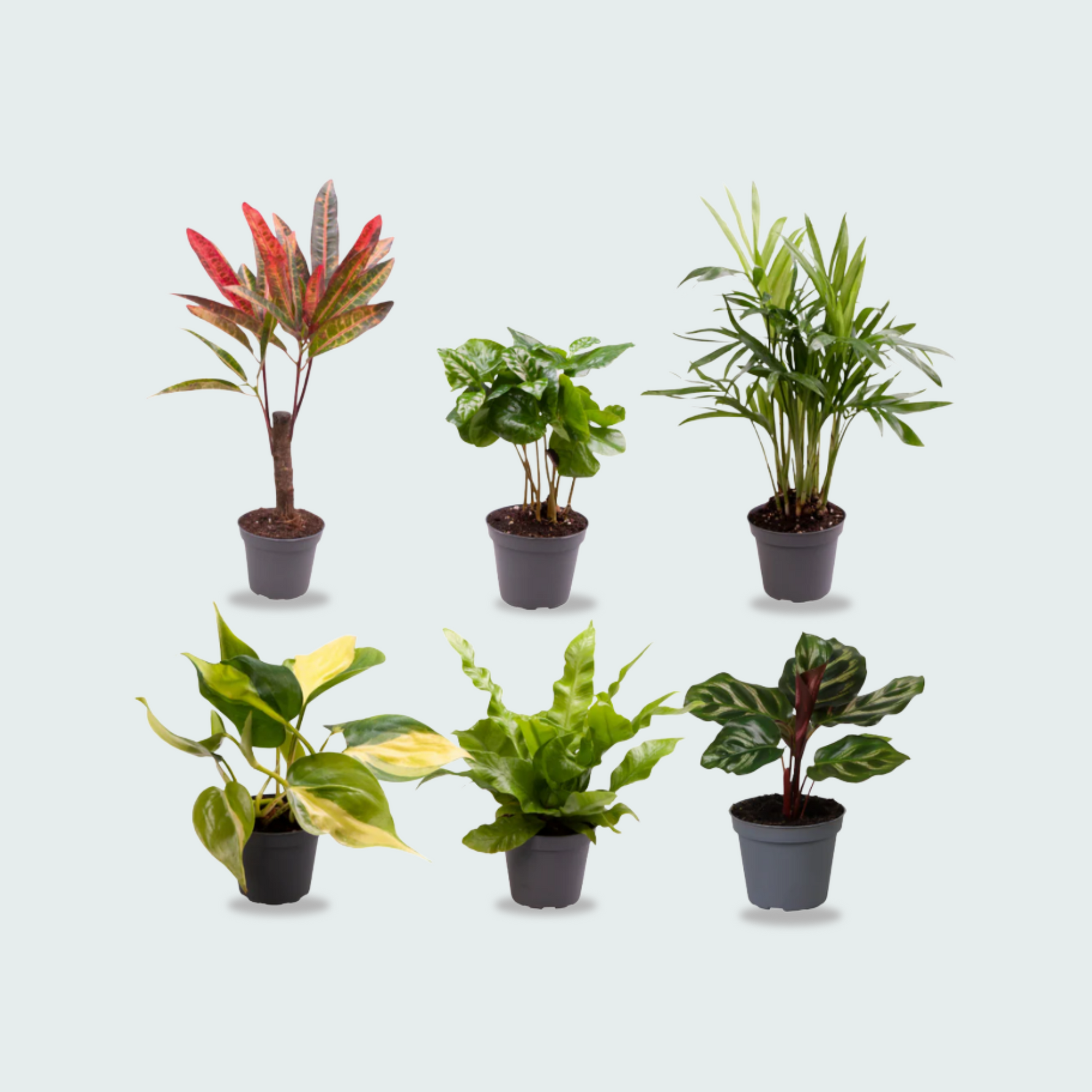 6 Baby Plantjes - 12cm