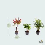 6 Baby Plantjes - 12cm