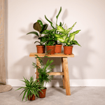  6 Topkamerplanten - 25cm
