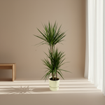 Dracaena Marginata kopen