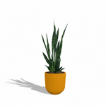 Sansevieria Zeylanica
