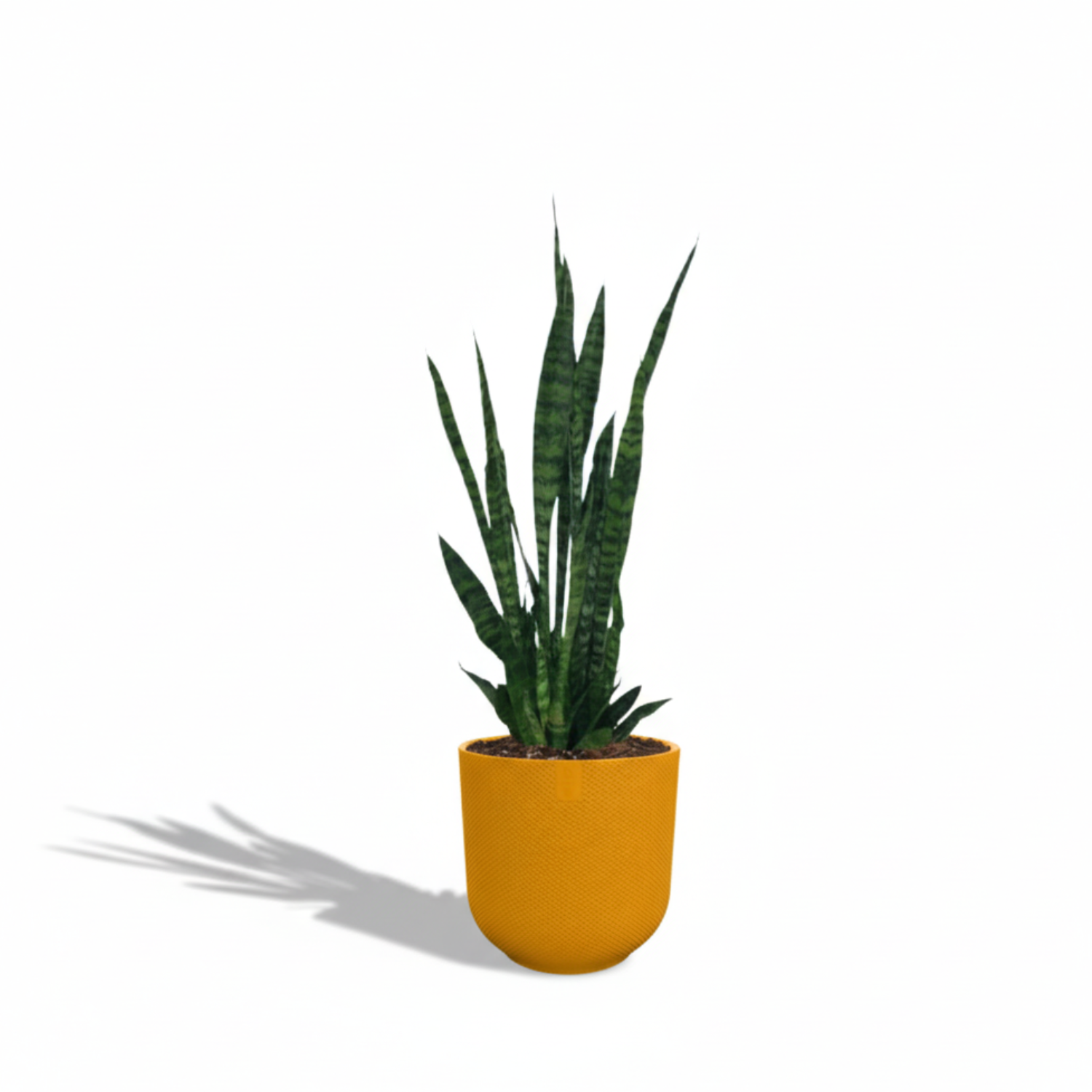 Sansevieria Zeylanica