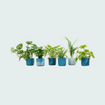 Verrassingsbox - 6 Planten inclusief Elho Ocean Round - 20cm-40cm 