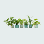 Verrassingsbox - 6 Planten inclusief Elho Ocean Round - 20cm-40cm 