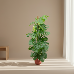 Monstera Pertusum
