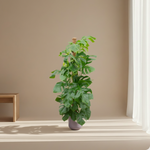 Monstera Pertusum