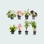 Baby Plantjes