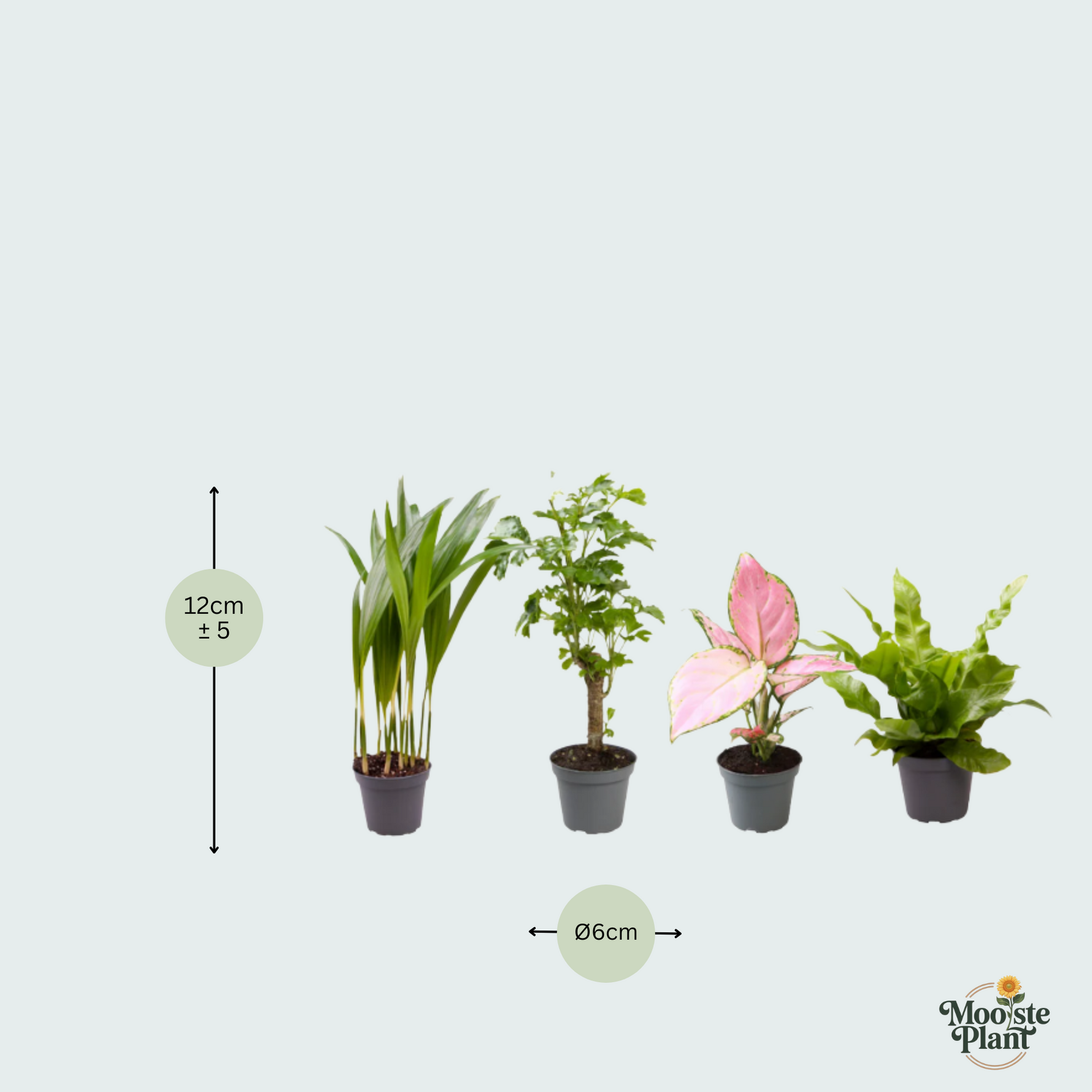 Baby Plantjes