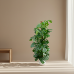 Monstera Pertusum