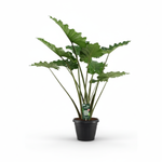 Alocasia Portodora kopen