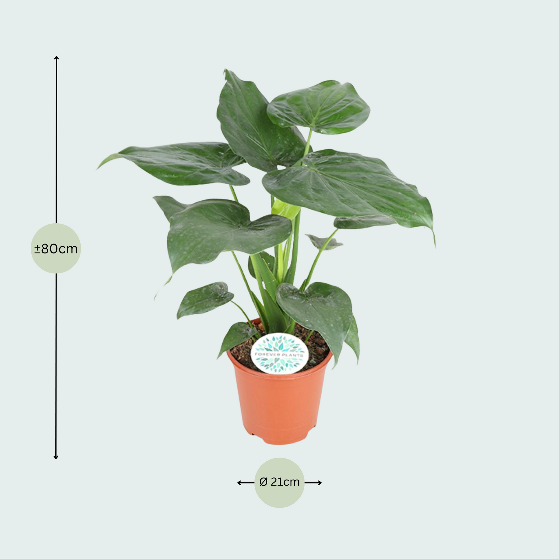 Alocasia Cucullata - 80cm