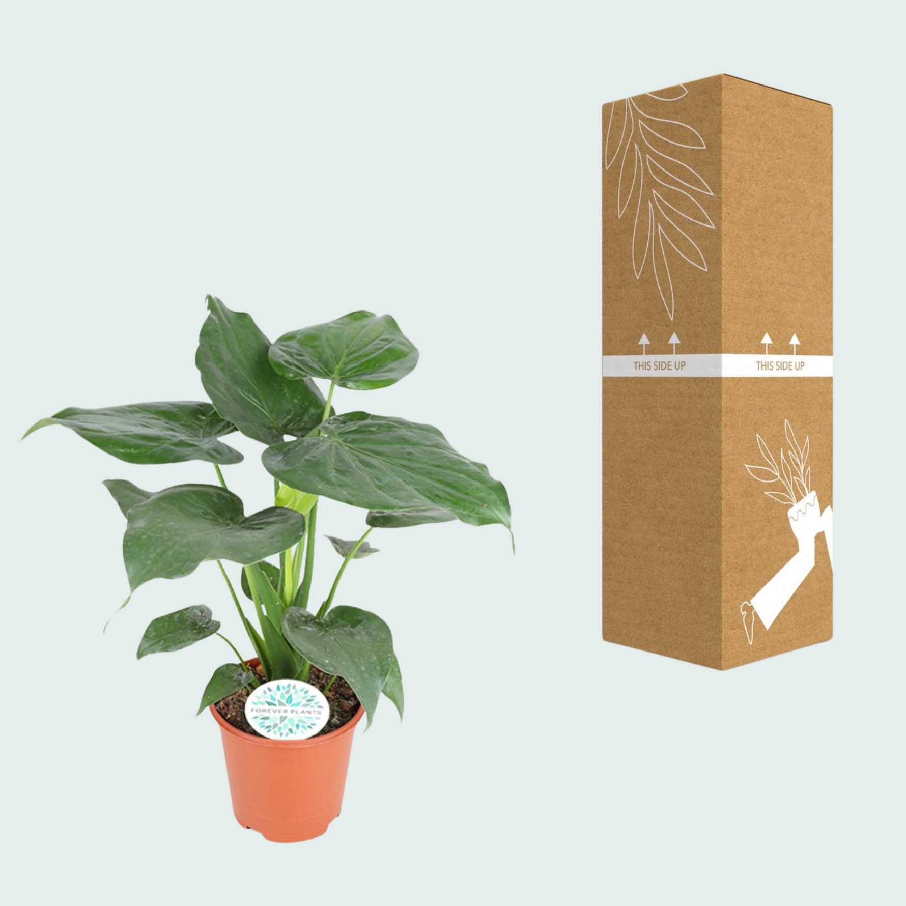 Alocasia Cucullata - 80cm