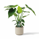 Alocasia Cucullata kopen