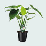 Alocasia Cucullata Olifantsoor - 55cm
