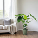 Alocasia Cucullata Olifantsoor - 55cm