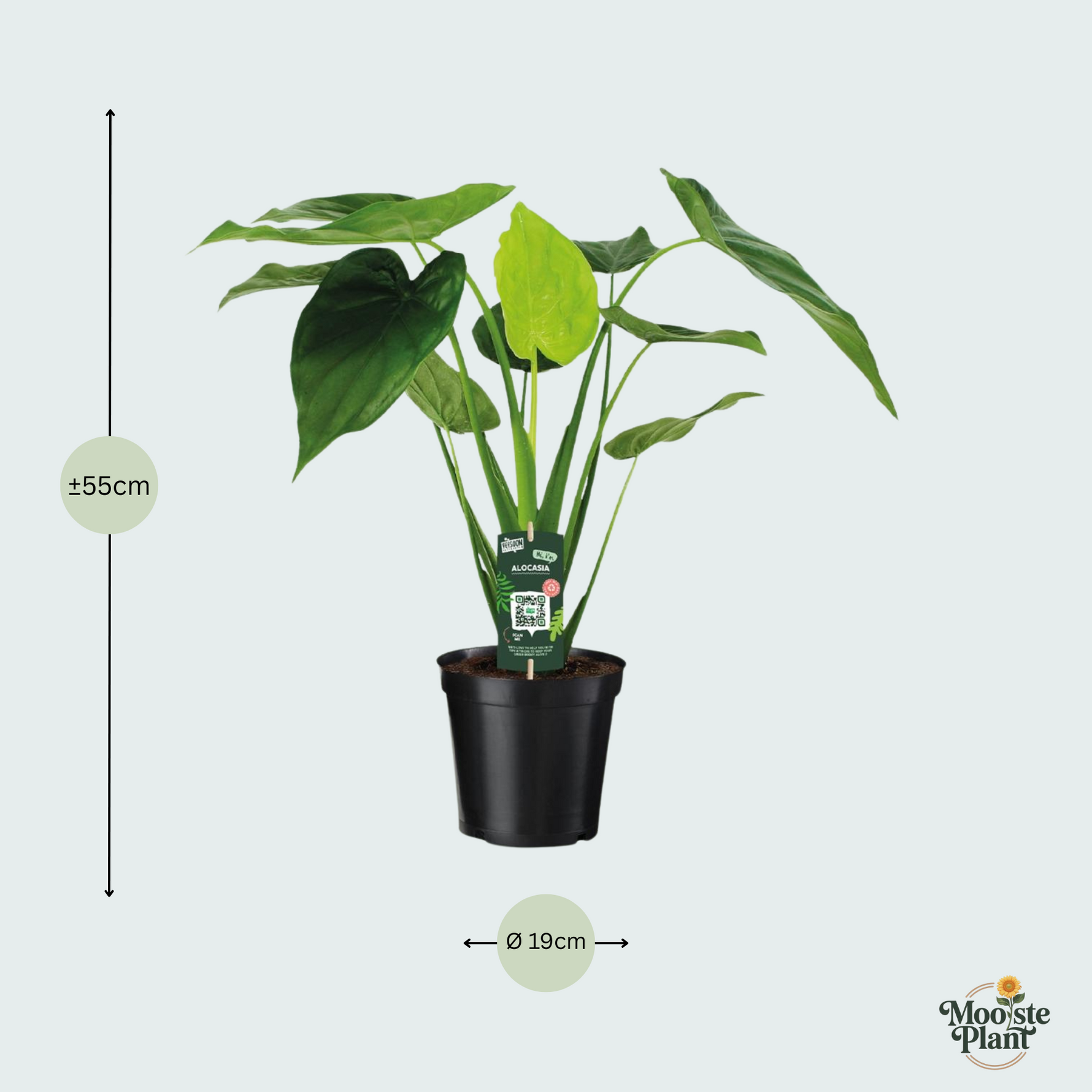 Alocasia Cucullata Olifantsoor - 55cm