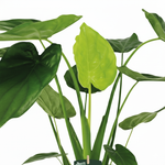 Alocasia Cucullata kopen