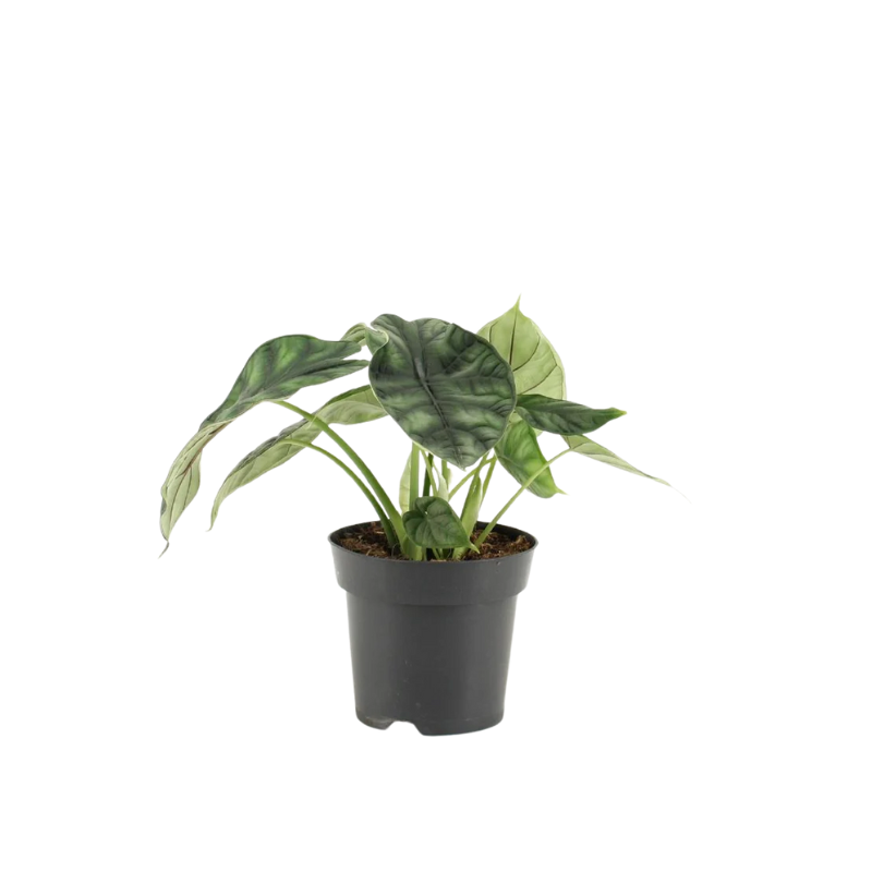 Alocasia Dragon Scale 
