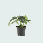 Alocasia Dragon Scale 