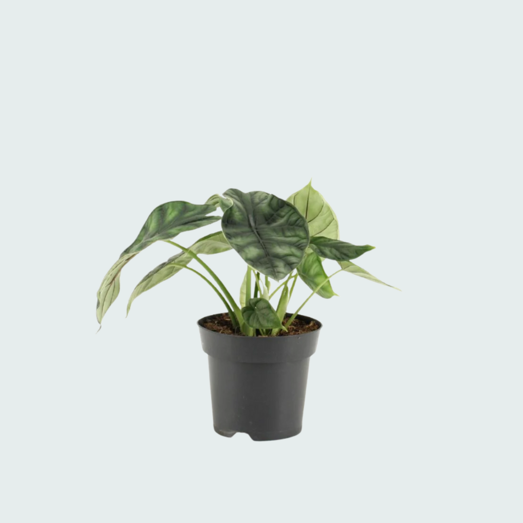 Alocasia Dragon Scale 