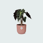 Alocasia ‘Polly’ inclusief ELHO Vibes Fold - 20/30cm