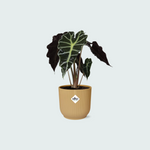 Alocasia ‘Polly’ inclusief ELHO Vibes Fold - 20/30cm