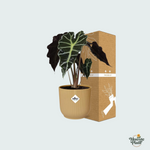 Alocasia ‘Polly’ inclusief ELHO Vibes Fold - 20/30cm
