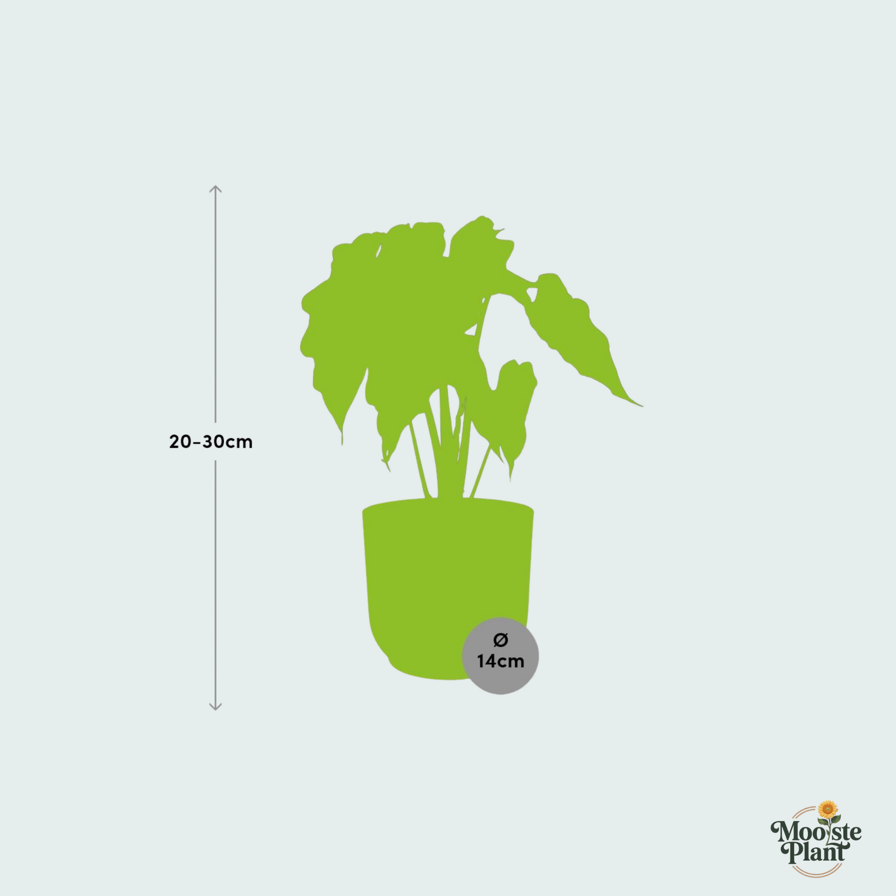 Combi deal - Alocasia ‘Polly’ inclusief ELHO Vibes Fold - 20/30cm