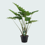 Alocasia Portodora - 140cm