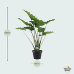 Alocasia Portodora - 140cm