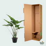 Alocasia Portodora - 140cm