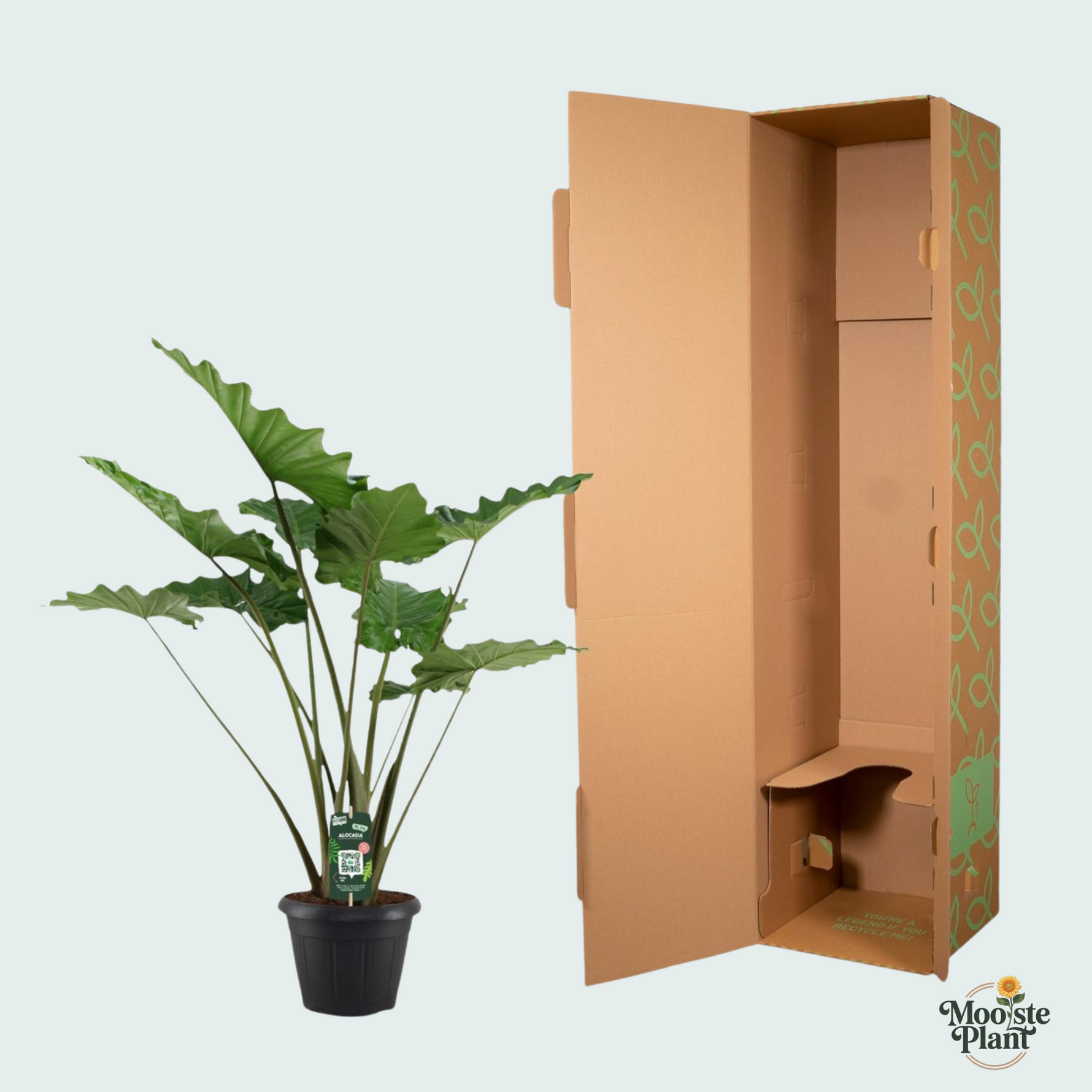 Alocasia Portodora - 140cm