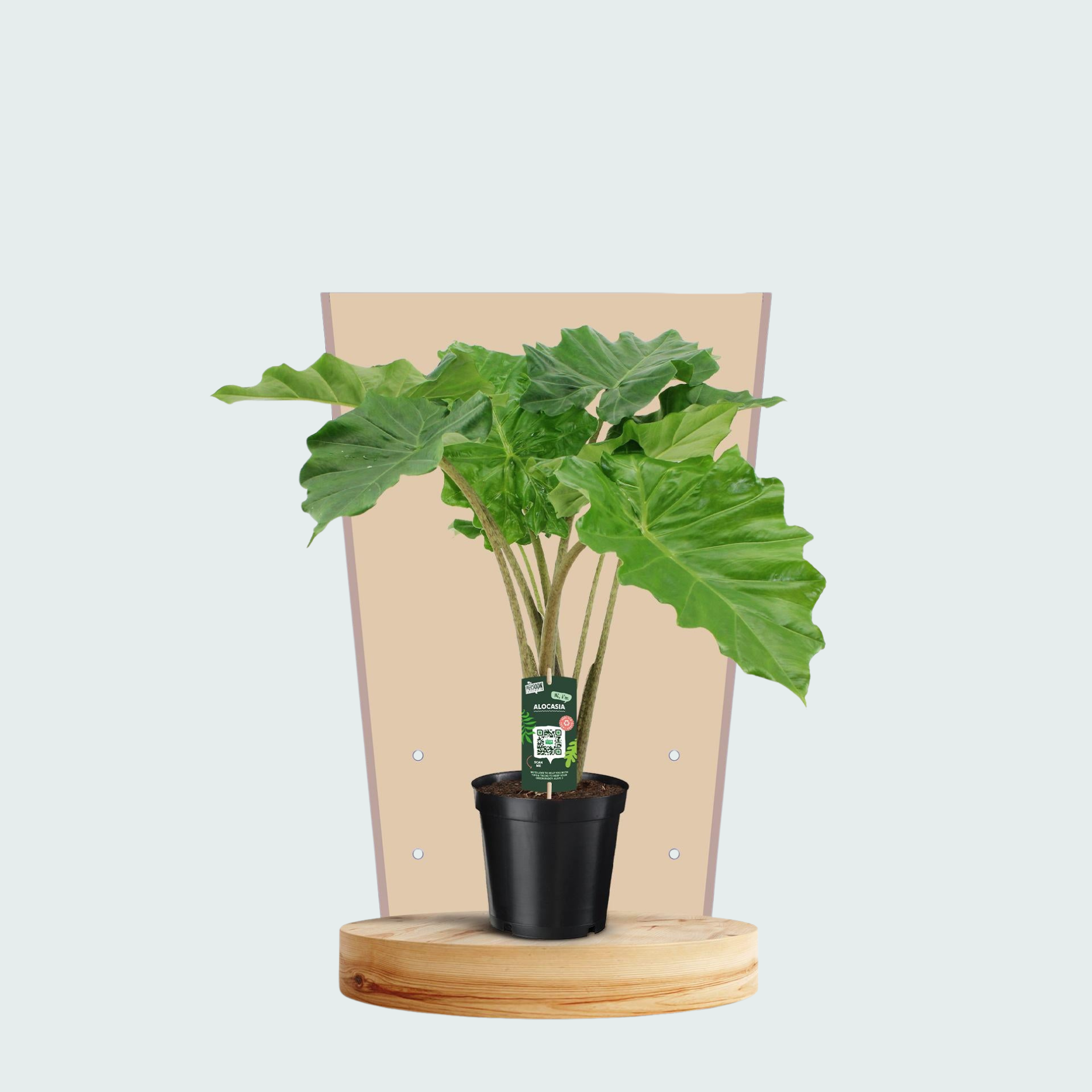 Alocasia Portodora - 75cm