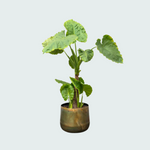 Alocasia Portodora enkele stam - 180cm