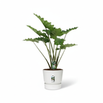 Alocasia Portodora kopen