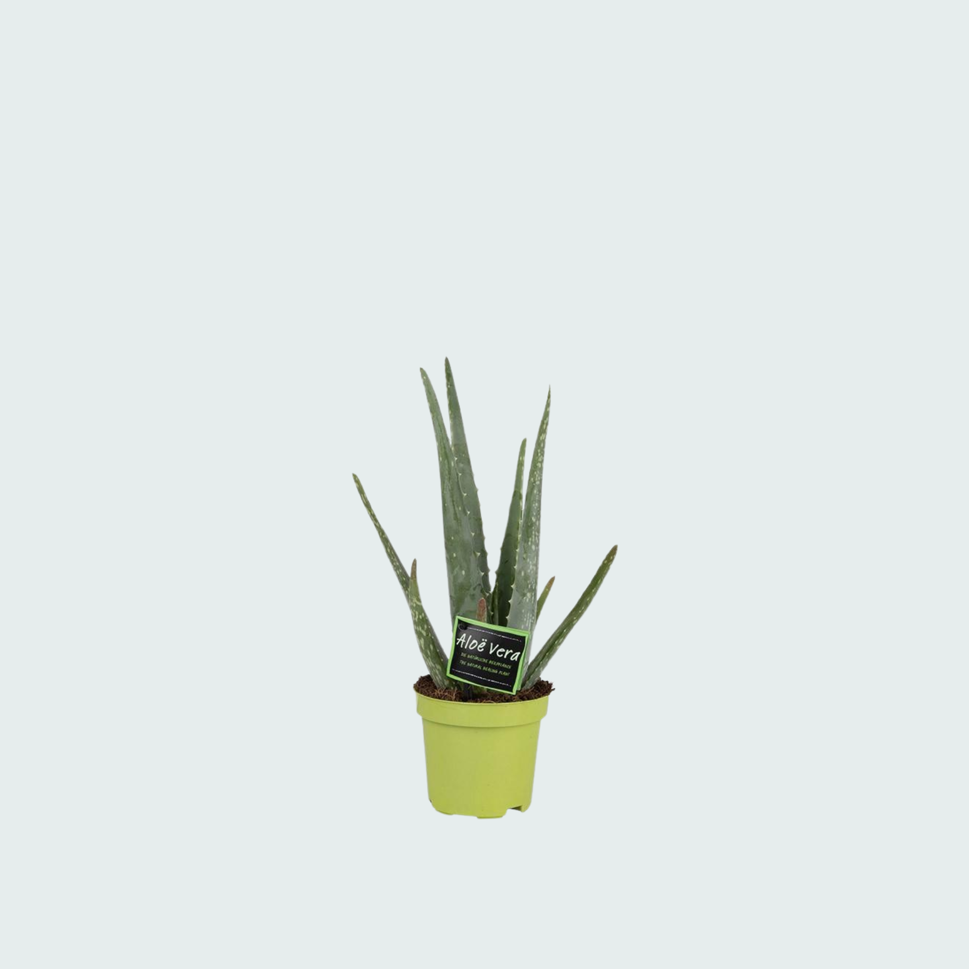 Aloë Vera - 35cm